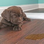 How To Remove Pet Urine Odor From Wood Floors?