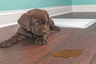 How To Remove Pet Urine Odor From Wood Floors?