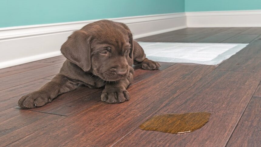 How To Remove Pet Urine Odor From Wood Floors?