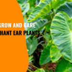 Elephant Ears Plants