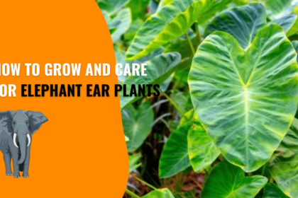 Elephant Ears Plants