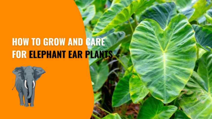 Elephant Ears Plants