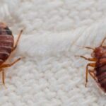 Quick Bed Bug Treatment for a Pest-Free Home