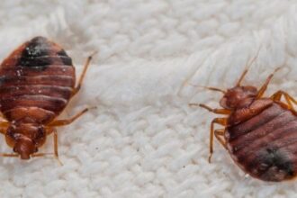 Quick Bed Bug Treatment for a Pest-Free Home