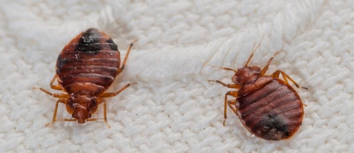 Quick Bed Bug Treatment for a Pest-Free Home