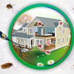 Termite Control Lahore