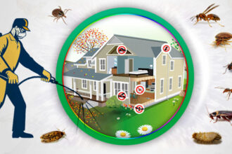 Termite Control Lahore