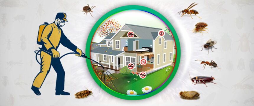 Termite Control Lahore